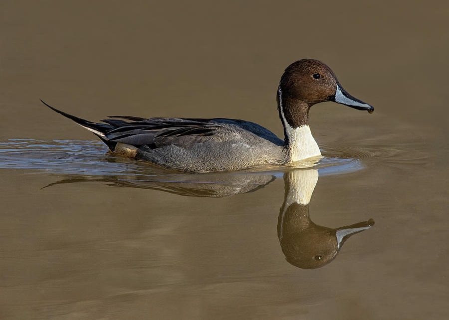 Posing Pintail  Photograph by Art Cole