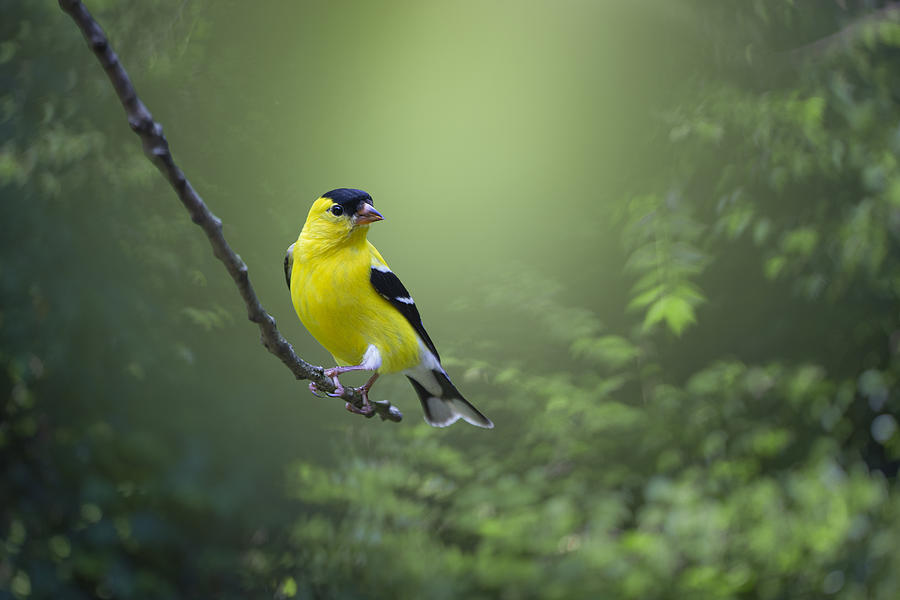 Bird Photograph - Posing Pretty by Mickey Maggard Arlow