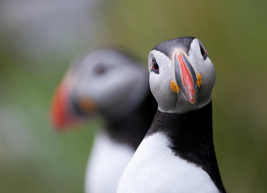 Posing Puffin Photograph by Olof Petterson