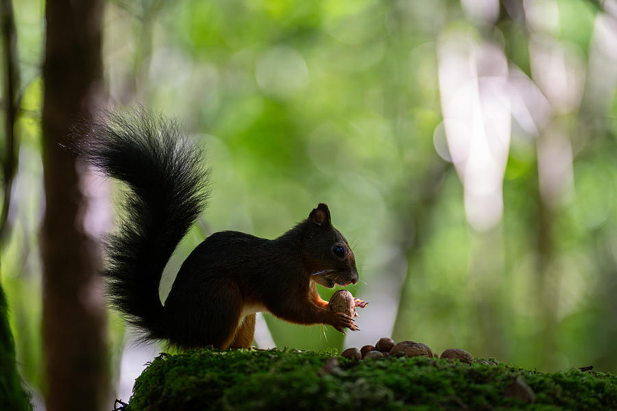 Posing Squirrel Photograph by Bjoern Alicke