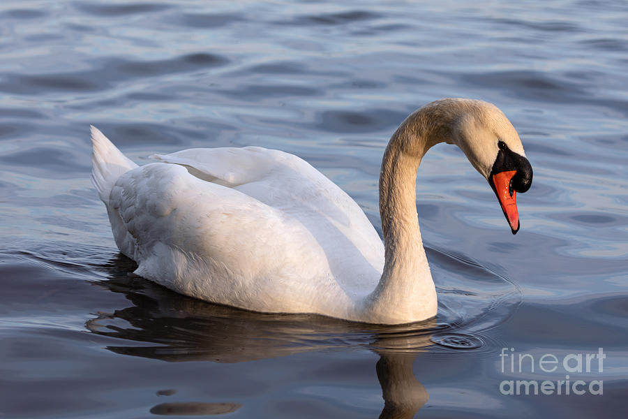 Posing Swan Photograph by Alma Danison
