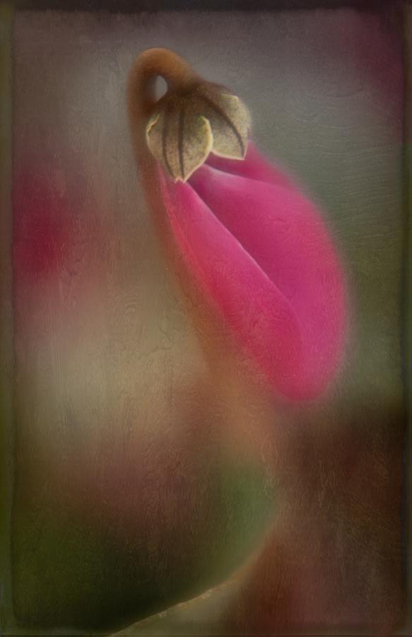 Flower Photograph - Posing by Ulrike Eisenmann
