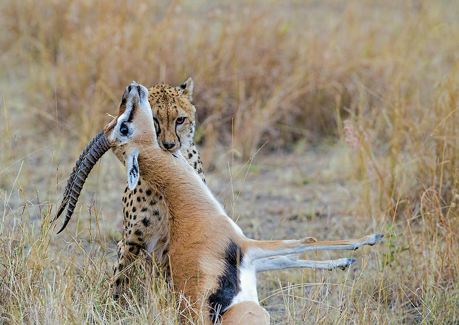 Cheetah Photograph - Posing With Her Kill by Jiti Chadha