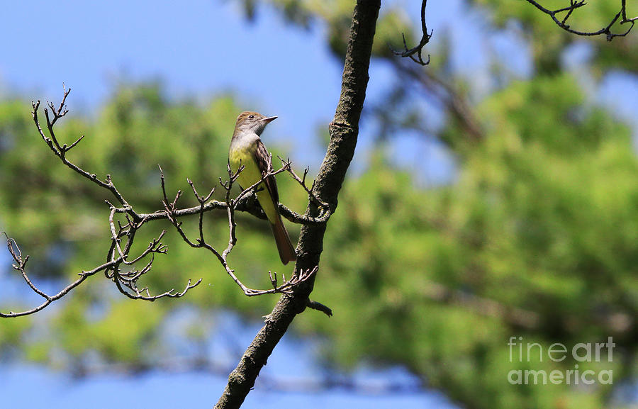 Great Crested Flycatcher Photograph by Charline Xia
