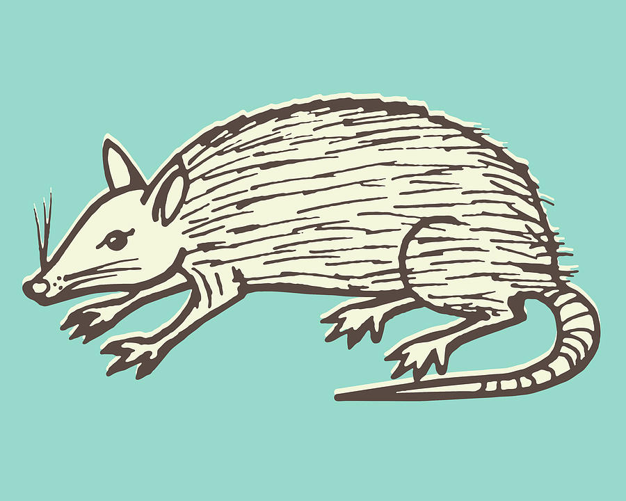 Vintage Drawing - Possum by CSA Images