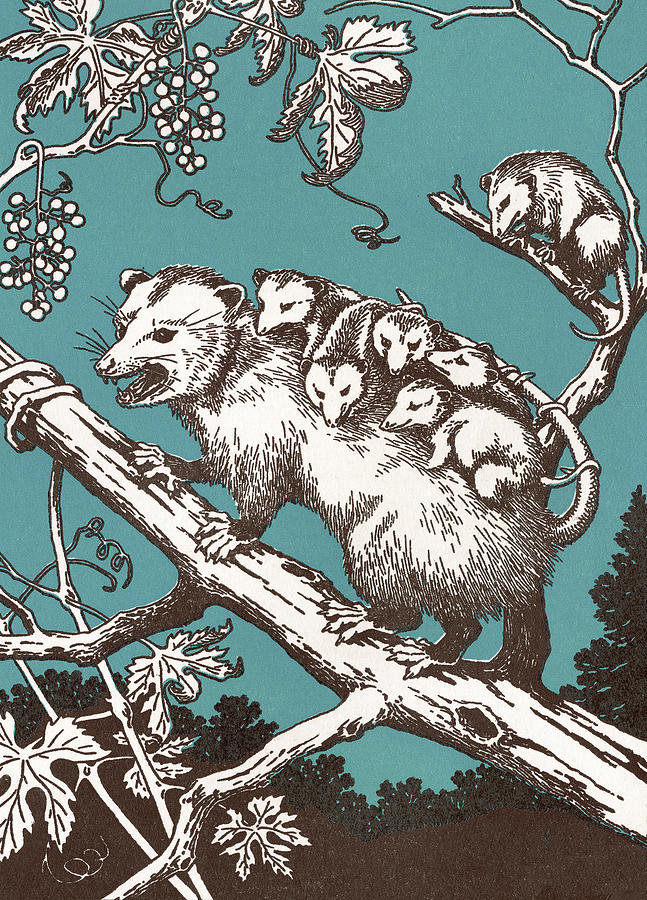 Nature Drawing - Possum With Babies by CSA Images