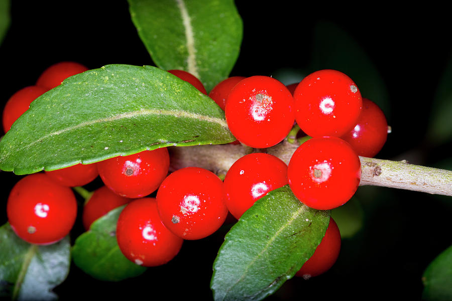 Possumhaw Berries Photograph by David Morefield