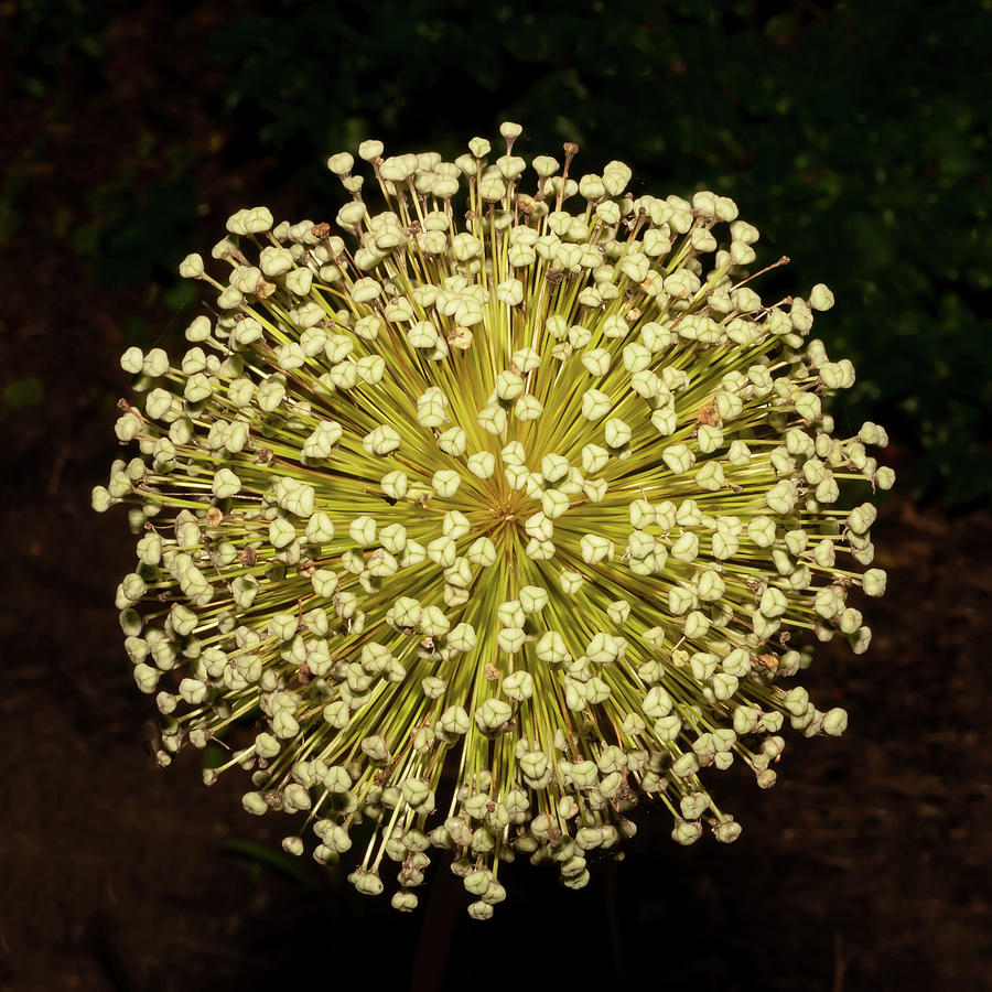 Post Bloom Allium Photograph by Gary Slawsky