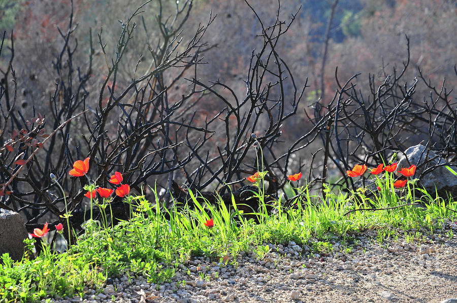 Post Forest Fire Rehabilitation Photograph by Photostock-israel/science ...