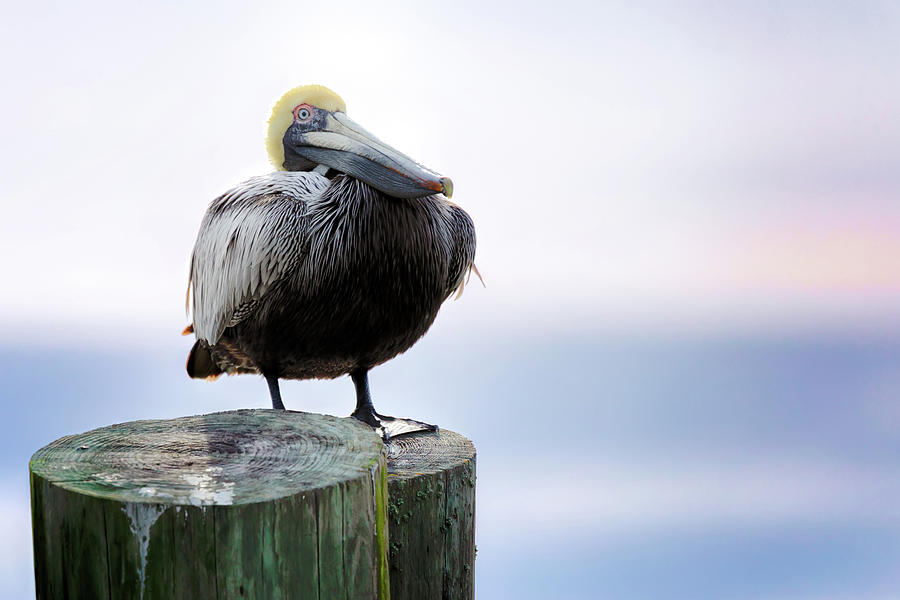 Post Sitting Near Sunset Photograph by Susan Rissi Tregoning