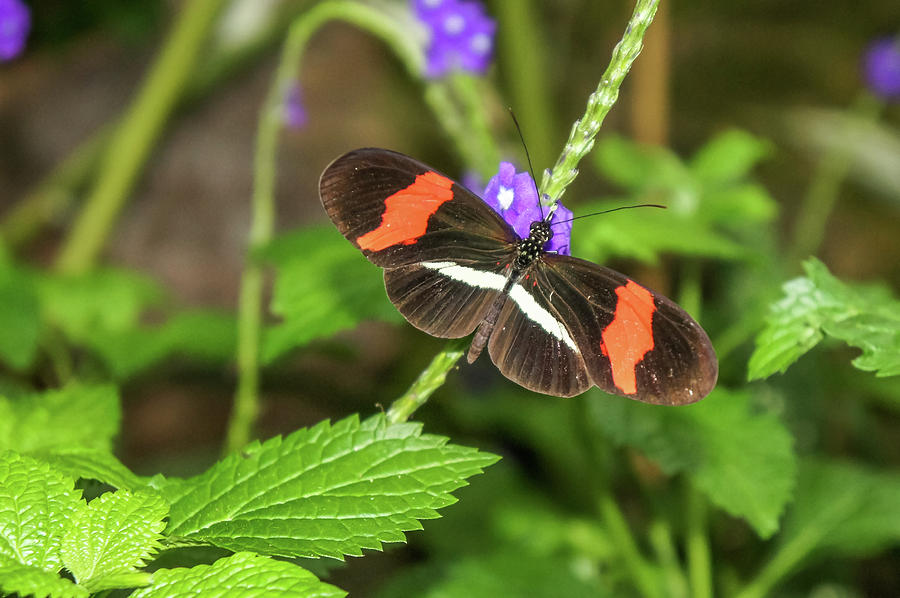 Postman Butterfly 1 Photograph by Dawn Richards
