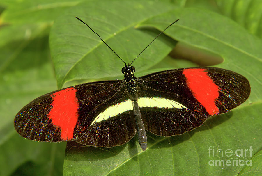 Postman Butterfly by Steve Edwards Postman Butterfly by Steve Edwards