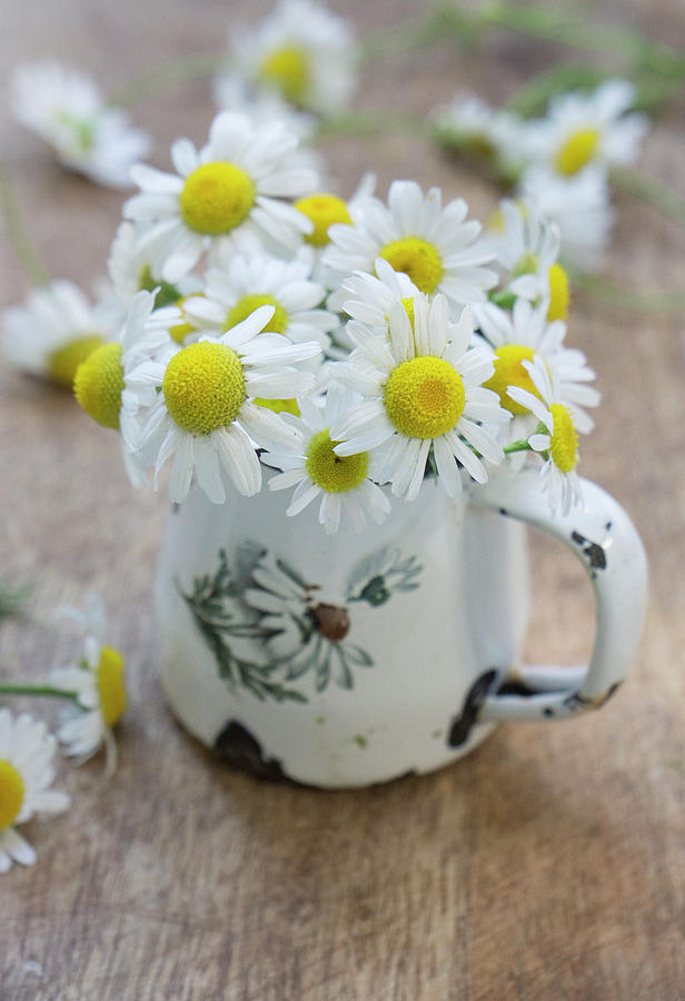 Posy Of Chamomile Flowers Photograph by Martina Schindler