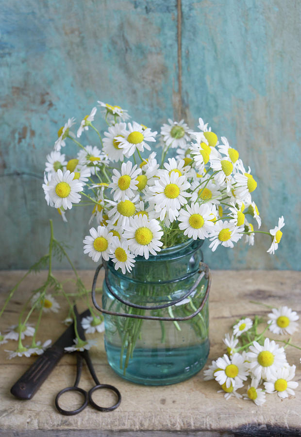 Posy Of Chamomile Photograph by Martina Schindler