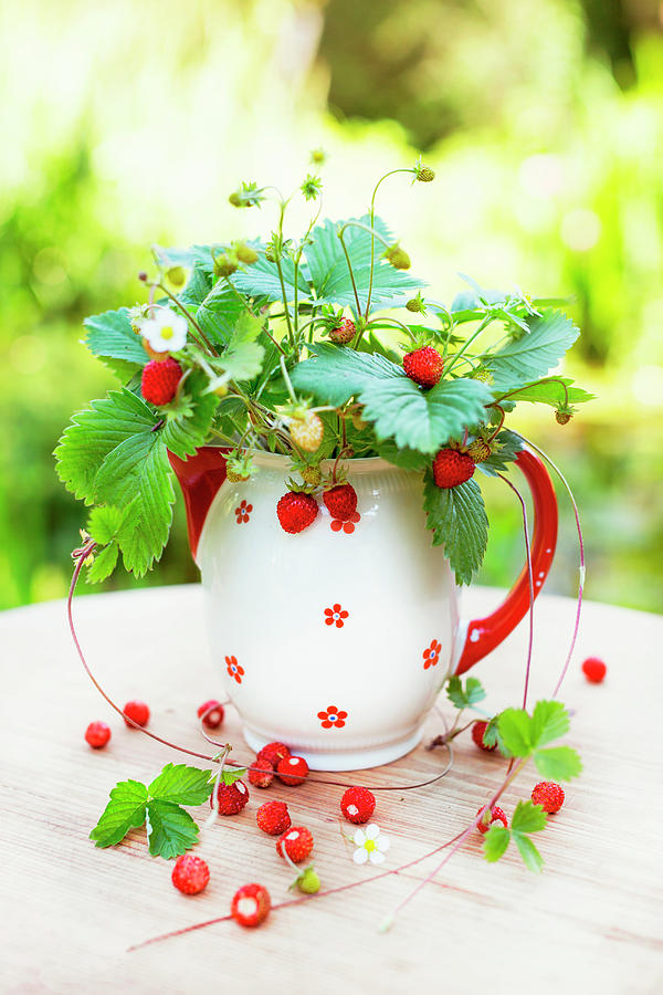 Posy Of Freshly Picked Wild Strawberries In Vintage Ceramic Jug On Wooden Table In Garden Photograph by Sabine Lscher