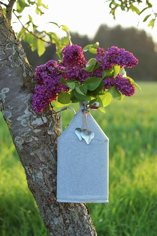 Posy Of Lilac In Zinc Bottle With Heart-shaped Pendants Hung In Tree Photograph by Angelica Linnhoff