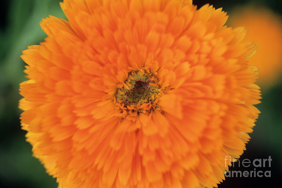 Nature Photograph - Pot Marigold (calendula Officinalis) by Jane Sugarman/science Photo Library