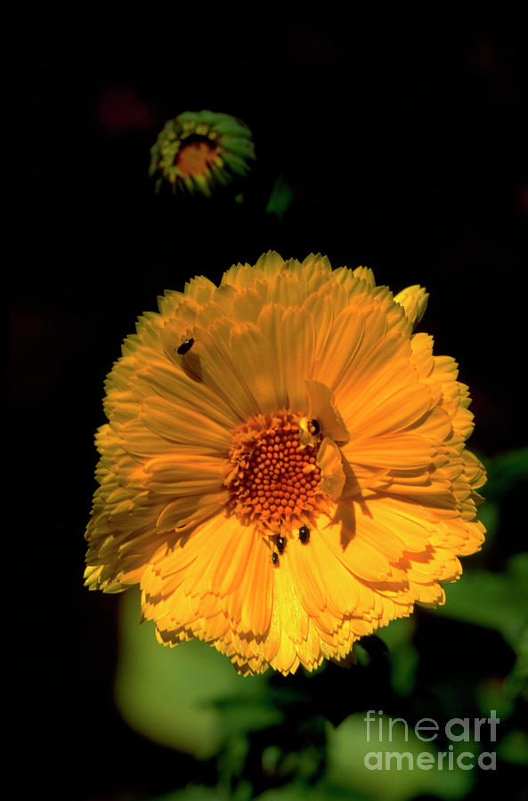 Pot Marigold Photograph by Dan Sams/science Photo Library