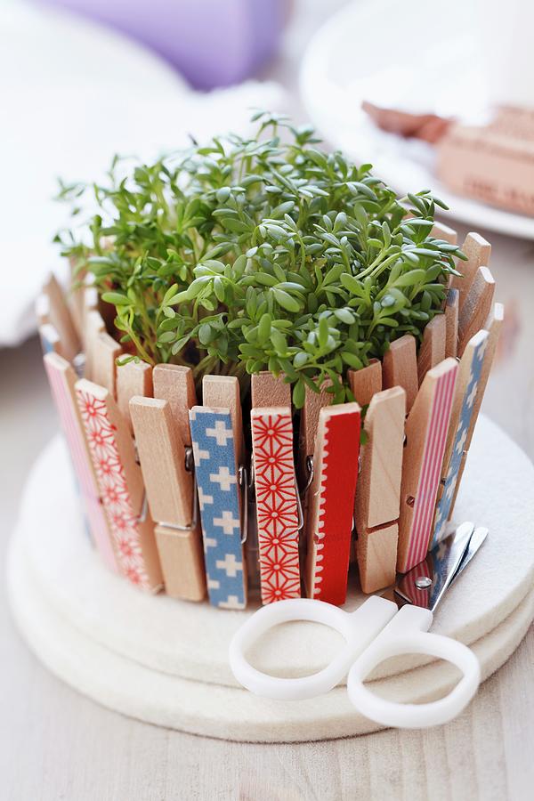 Pot Of Cress Decorated With Clothes Pegs Photograph by Franziska Taube
