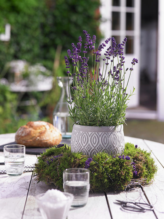 Pot Of Lavender In Wreath Of Moss Photograph by Viktor Wedel