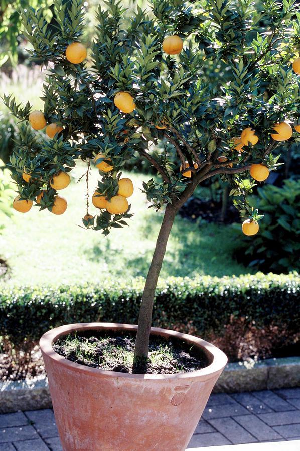 Pot Of Orange Tree In Garden Photograph By Jalag   Gardyo Frühauf 