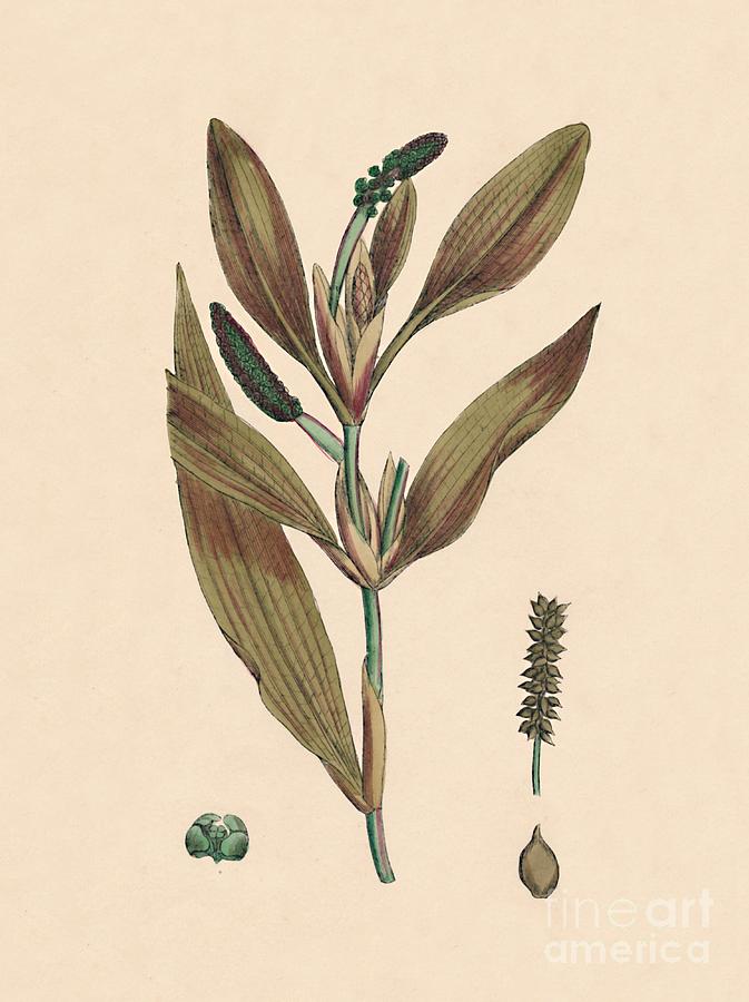 Potamogeton Rufescens. Reddish Pondweed Drawing by Print Collector