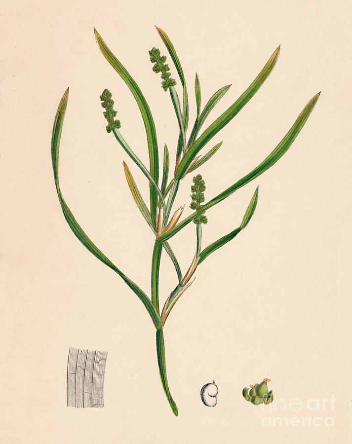 Potamogeton Zosterifolius Drawing by Print Collector