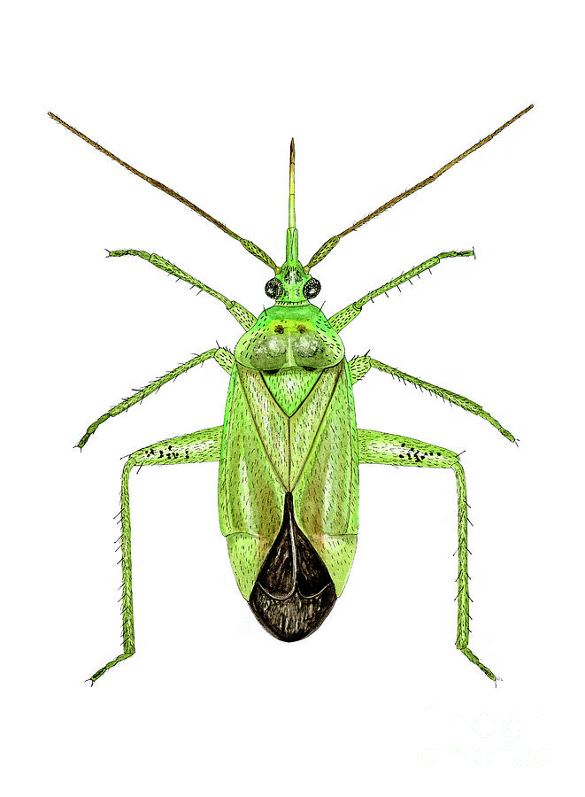 Potato Capsid Bug Photograph by Science Photo Library Potato Capsid Bug Photograph by Science Photo Library