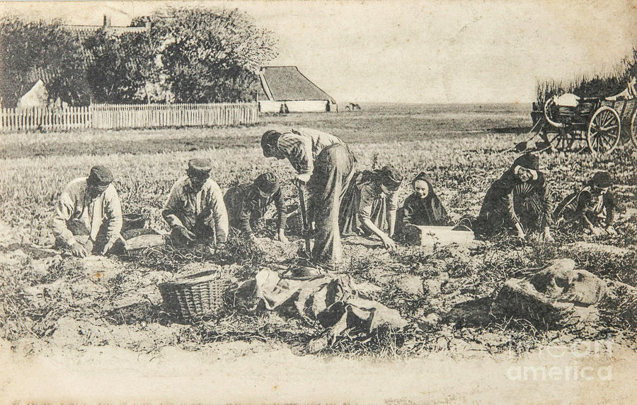 Potato Farmers In 1904 Photograph