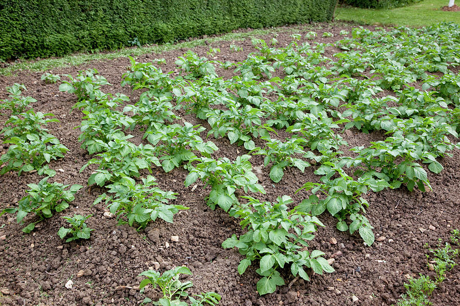 Potato Field solanum Tuberosum, Rows Are Piled Photograph by Noun