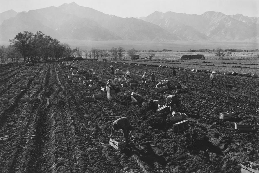 Potato Fields Photograph by Buyenlarge