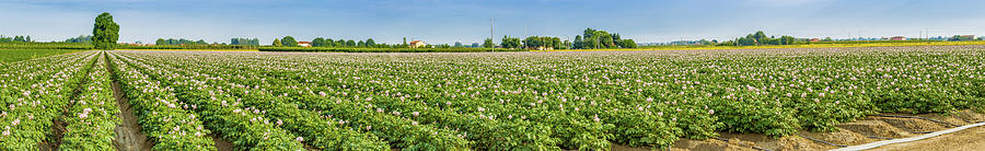 Potato Fields Photograph by Vivida Photo PC