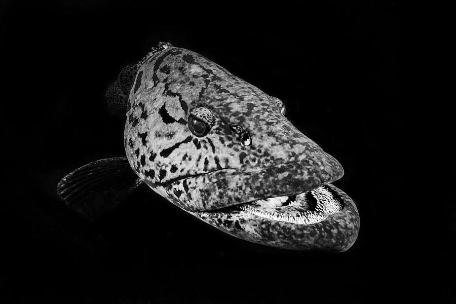 Potato Photograph - Potato Grouper : Black  & White by Barathieu Gabriel
