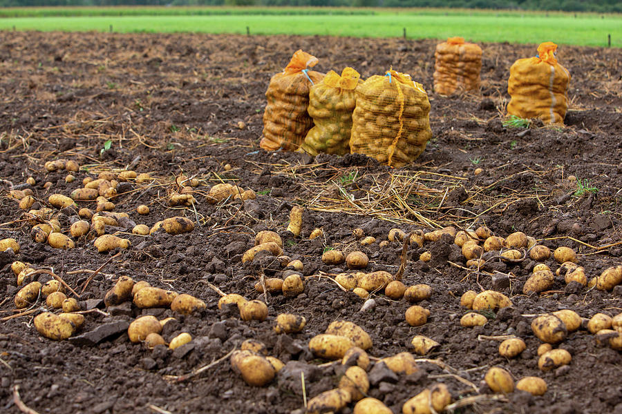 Potato Harvest Photograph by Lydie Besancon