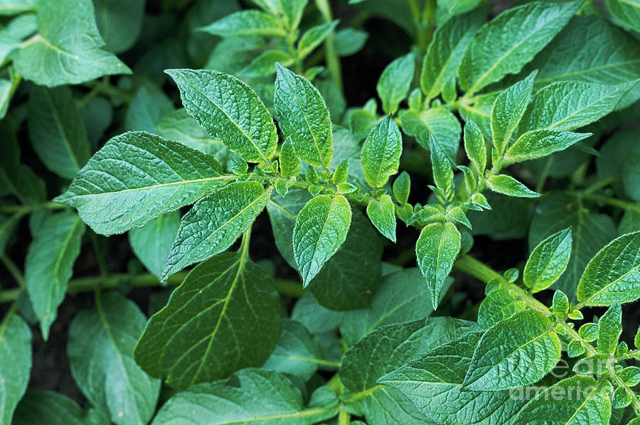 Potato Leaves (solanum charlotte) Photograph by Science Photo Library Potato Leaves (solanum charlotte) Photograph by Science Photo Library