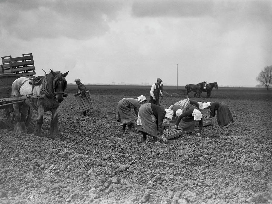 Potato Planting Photograph by H. F. Davis
