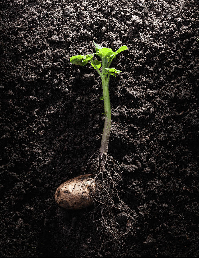 Potato With Roots And Leaves In Dirt Photograph by Dan Brownsword Potato With Roots And Leaves In Dirt Photograph by Dan Brownsword
