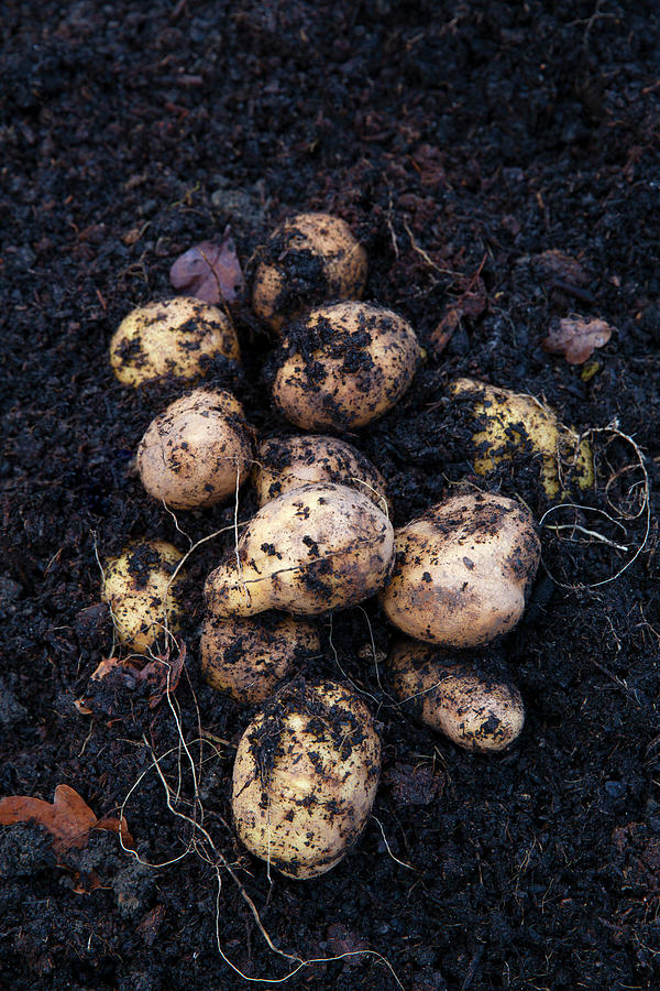 Potatoes Photograph by Hugh Johnson