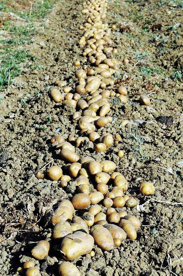 Potatoes Ready To Harvest In A Vegetable Garden Photograph by Mario Matassa