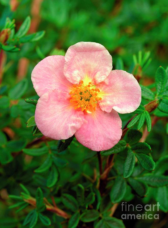 Potentilla Fruticosa Princess =blink Photograph By Geoff Kidd/science ...