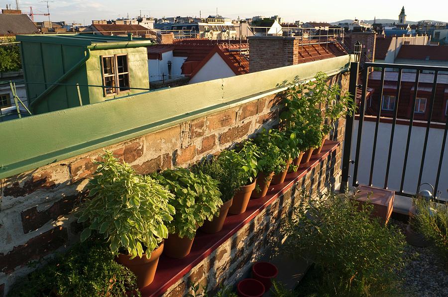 Pots Of Herbs On A Balcony Photograph by Viennaslide / Viennaslide