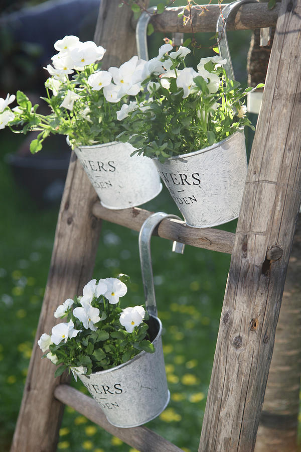 Pots Of Horned Violets Hung On A Wooden Ladder Photograph by Sonja Zelano