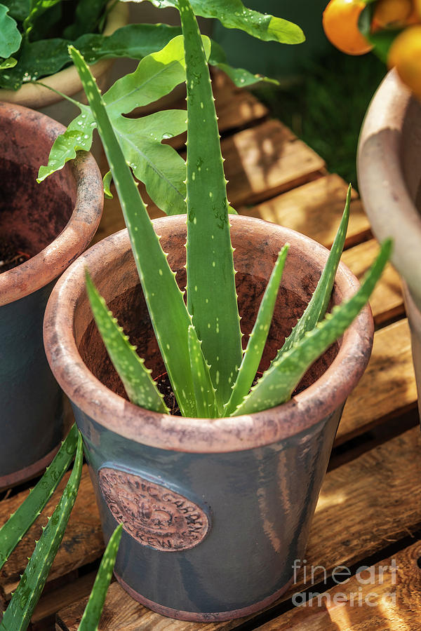 Potted aloe vera plant Photograph by Sophie McAulay