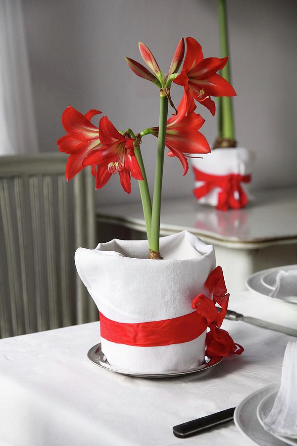 Potted Amaryllis Wrapped In Fabric And Ribbon Decorating Table Photograph by Susanna Rosn