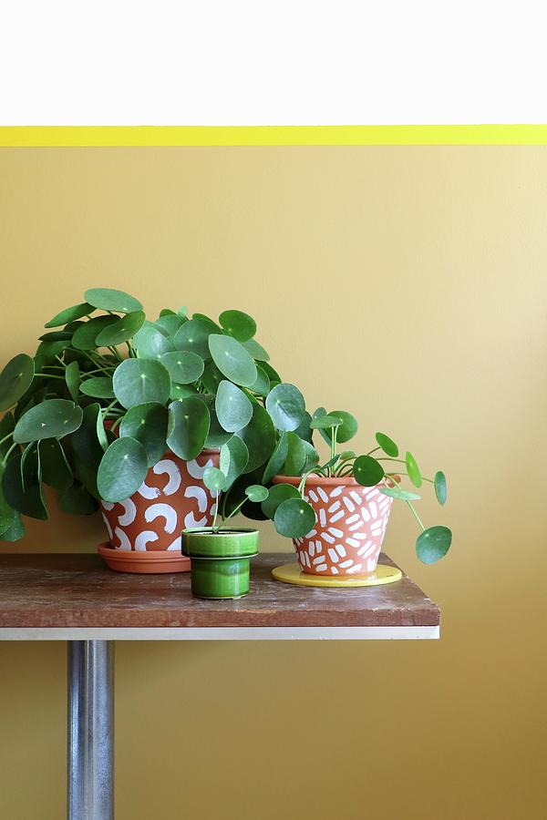 Potted Chinese Money Plants In Painted Terracotta Pots Against Wall Photograph by Marij Hessel