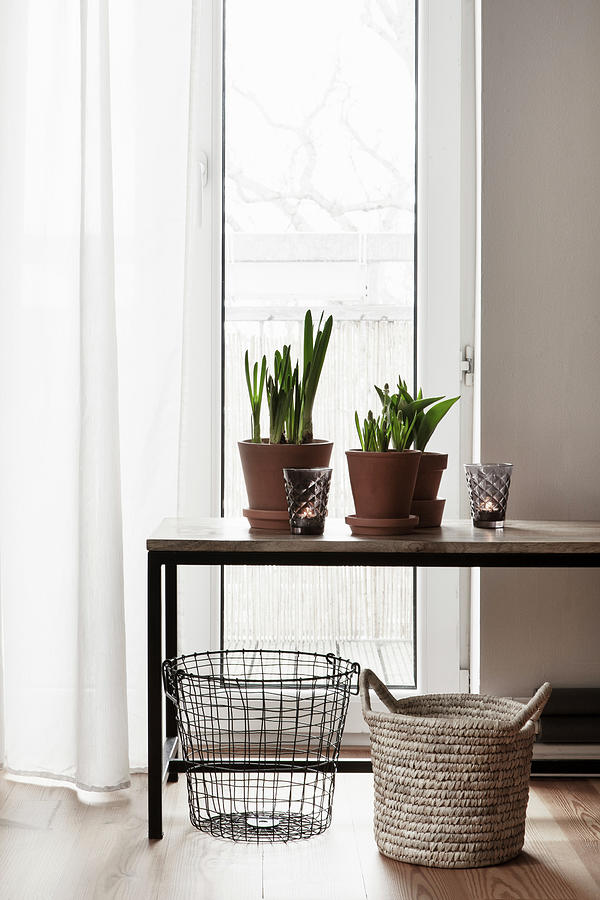 Potted Flowering Bulbs On Table In Front Of Window Photograph by Hej.hem Interior