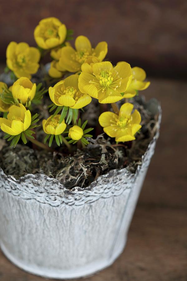 Potted Flowering Winter Aconite eranthis Hyemalis Photograph by Martina Schindler