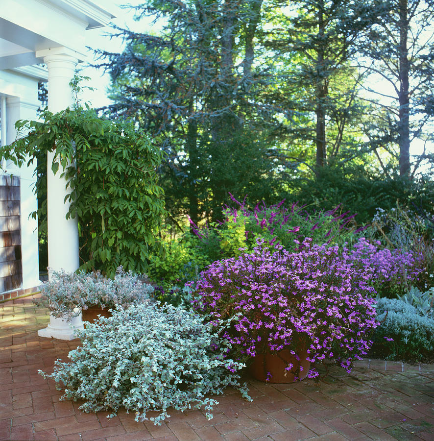Potted Gardens Photograph by Richard Felber