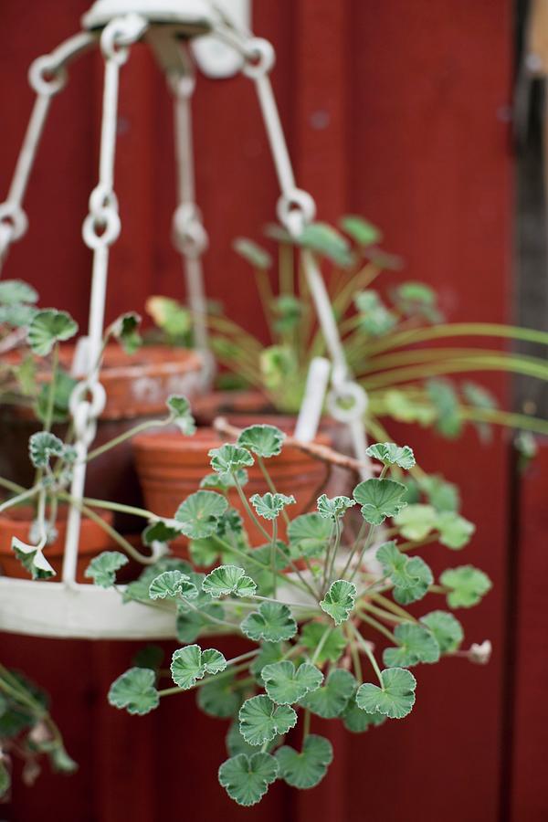 Potted Geraniums On Suspended Rack Photograph by Cecilia Mller