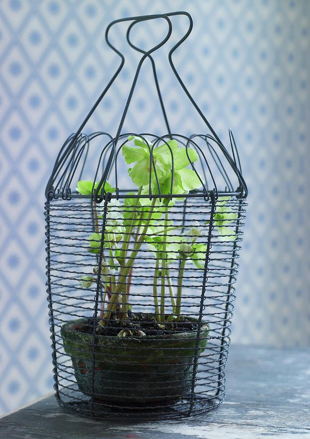 Christmas Photograph - Potted Hellebore In Wire Basket by Lars Ranek